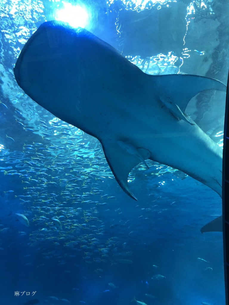 美ら海水族館　ジンベエザメ